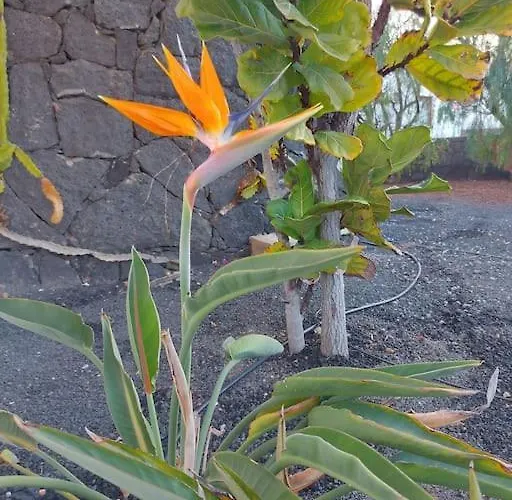 Chloé * Playa Blanca (Lanzarote)